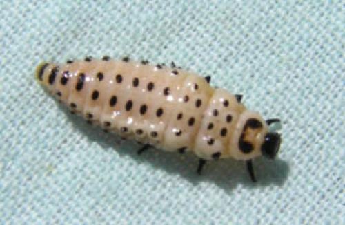 Chrysomela populi