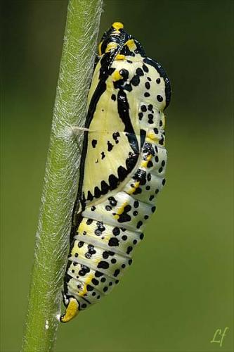 Aporia crataegi