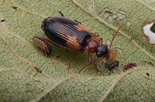 Lebia scapularis