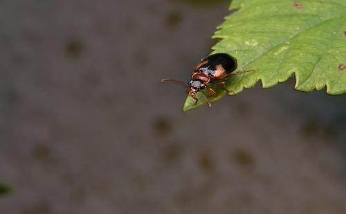 Lebia scapularis