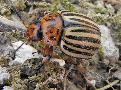 Réf. 2 630 : Leptinotarsa decemlineata