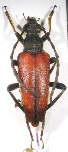Stictoleptura cordigera