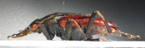 Stictoleptura cordigera