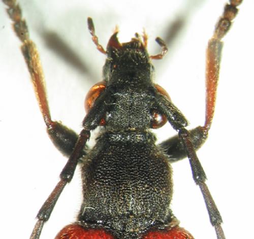 Stictoleptura cordigera