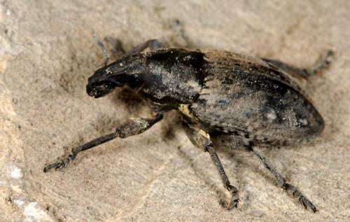 Leucophyes sp.