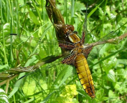 Libellula depressa