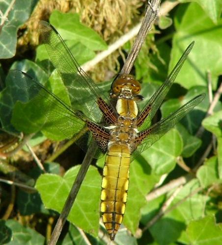 Réf. 2 513 : Libellula depressa