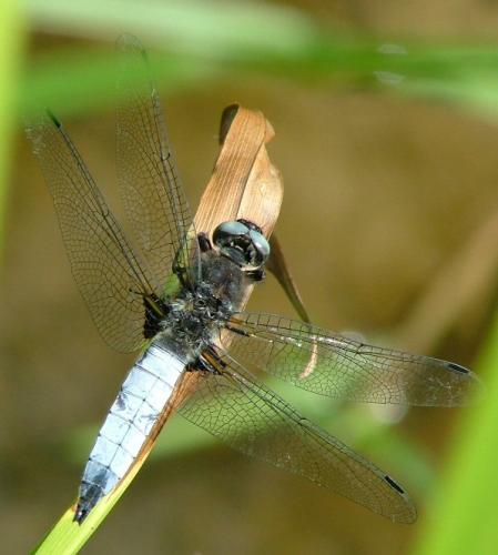 Libellula fulva
