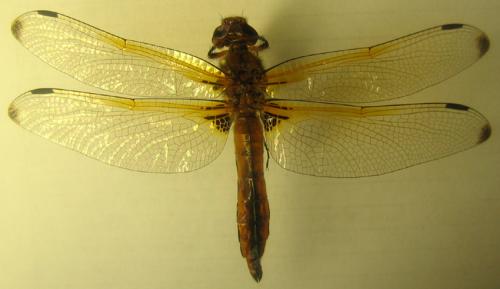 Libellula fulva