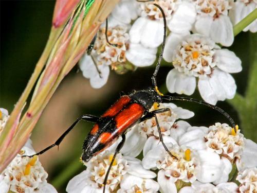Réf. 2 576 : Stenurella bifasciata