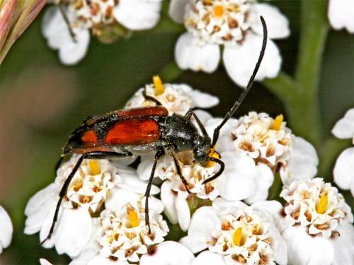 Réf. 2 577 : Stenurella bifasciata