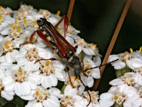 Réf. 2 413 : Stenopterus rufus