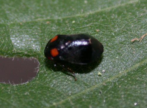 Penthimia nigra