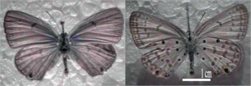 Réf. 2 167 : Lepidochrysops sp.