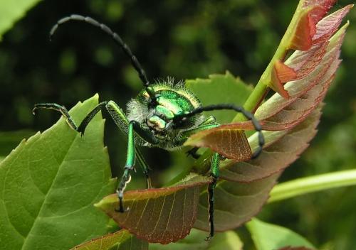 Lytta vesicatoria