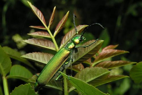 Lytta vesicatoria