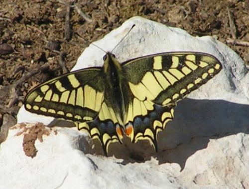 Réf. 2 877 : Papilio machaon
