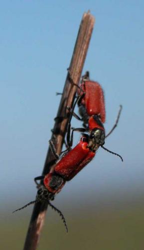 Clanoptilus rufus