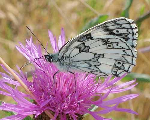 Melanargia galathea