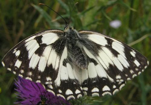 Melanargia galathea