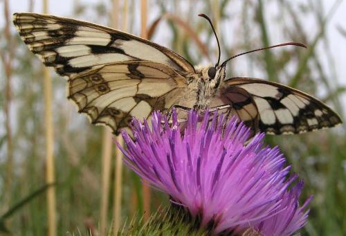 Melanargia galathea