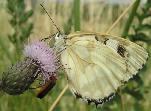 Réf. 2 902 : Melanargia galathea