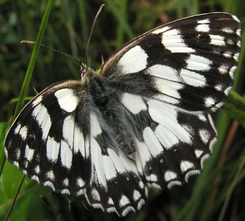 Réf. 2 903 : Melanargia galathea