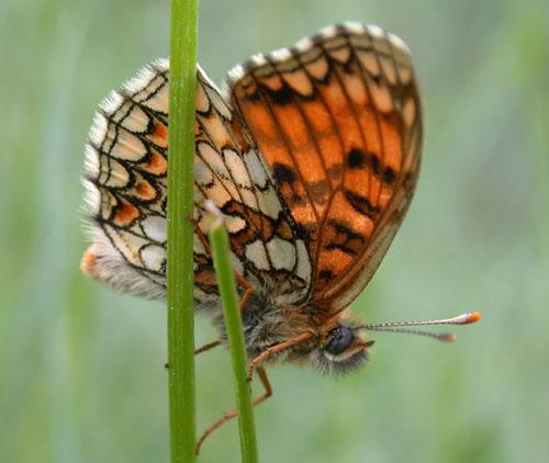Réf. 2 904 : Melitaea athalia celadussa