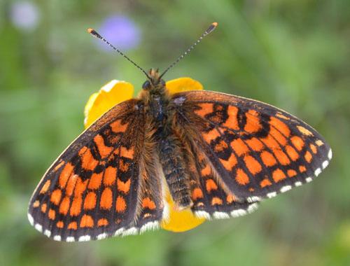 Réf. 2 905 : Melitaea athalia celadussa