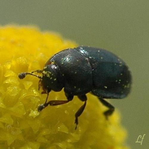 Meligethinae