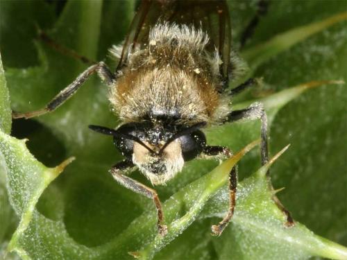 Stratiomys longicornis