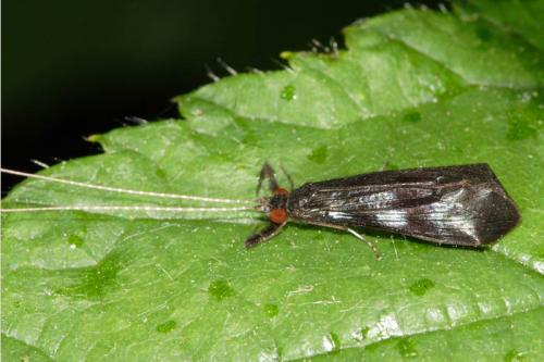 Réf. 2 579 : Mystacides sp.