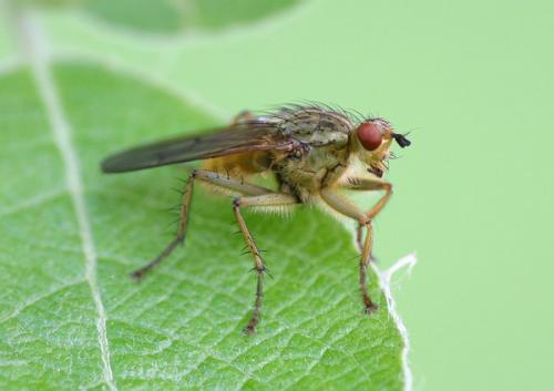 Scathophaga stercoraria