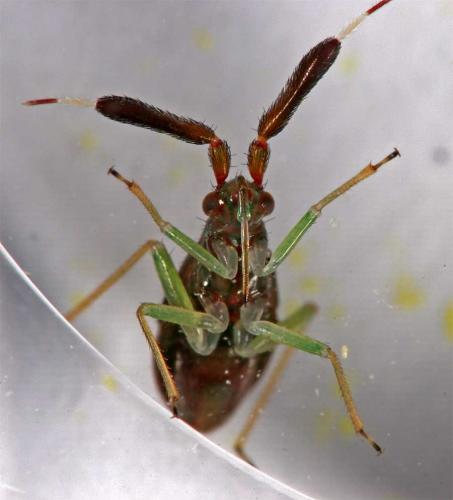 Heterotoma planicornis
