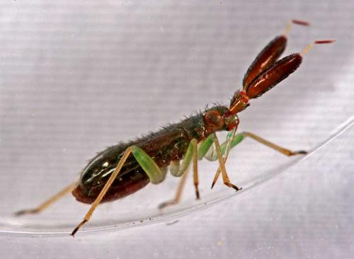 Réf. 2 835 : Heterotoma planicornis