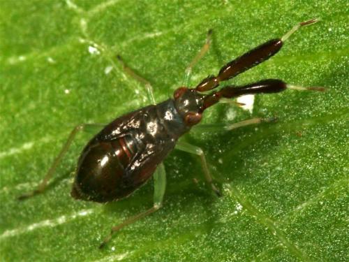 Heterotoma planicornis