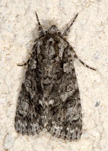 Réf. 2 283 : Acronicta rumicis