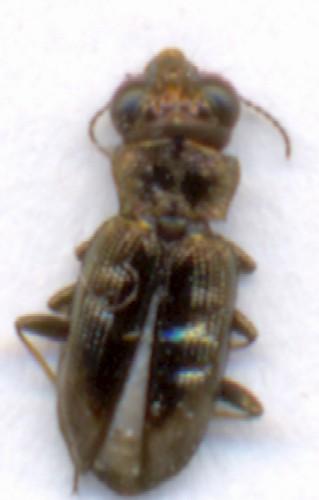 Notiophilus biguttatus