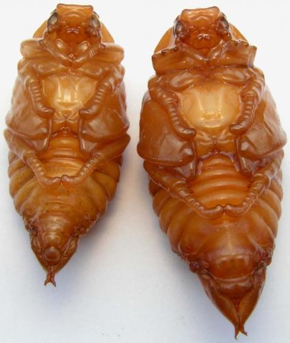 Anoxia villosa