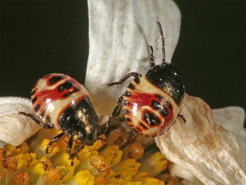 Réf. 2 767 : Carpocoris sp.