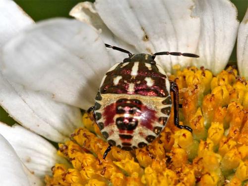 Carpocoris sp.