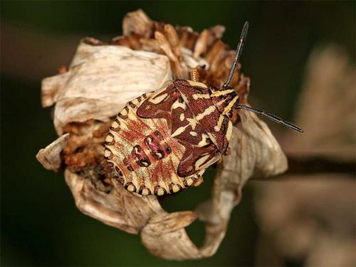 Réf. 2 769 : Carpocoris sp.