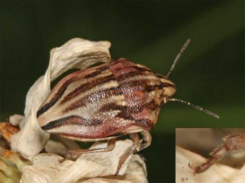 Odontotarsus purpureolineatus