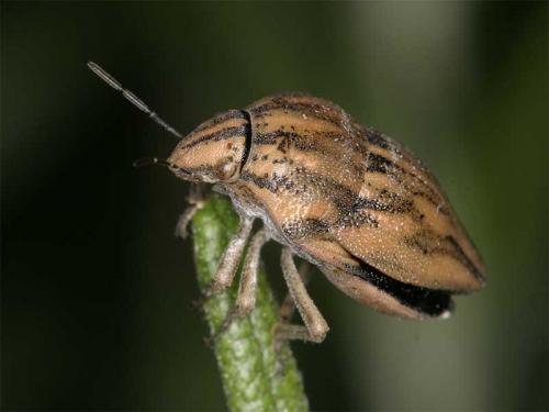 Réf. 2 528 : Odontotarsus robustus