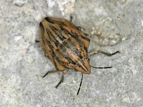 Odontotarsus purpureolineatus
