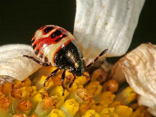 Carpocoris sp.