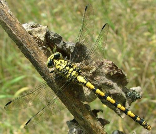 Réf. 2 666 : Onychogomphus forcipatus