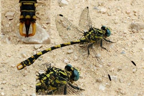 Onychogomphus uncatus