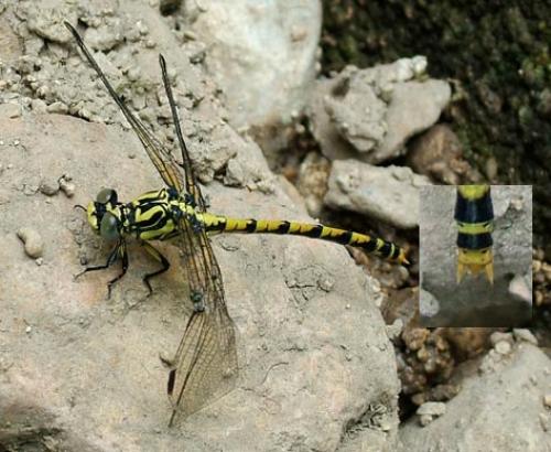 Onychogomphus uncatus