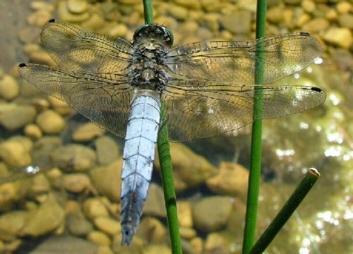 Orthetrum cancellatum
